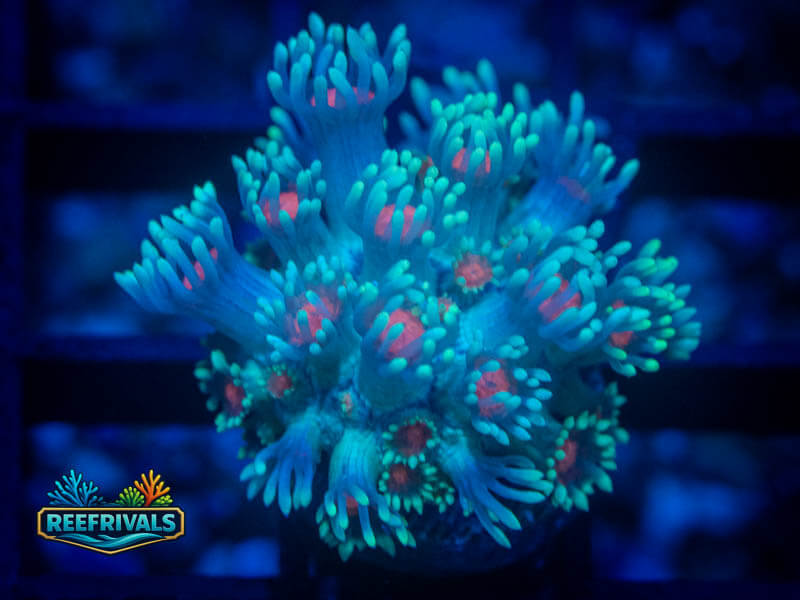 WWC North Star Goni coral image from ReefRivals, listed as Goniopora sp. and Gonis