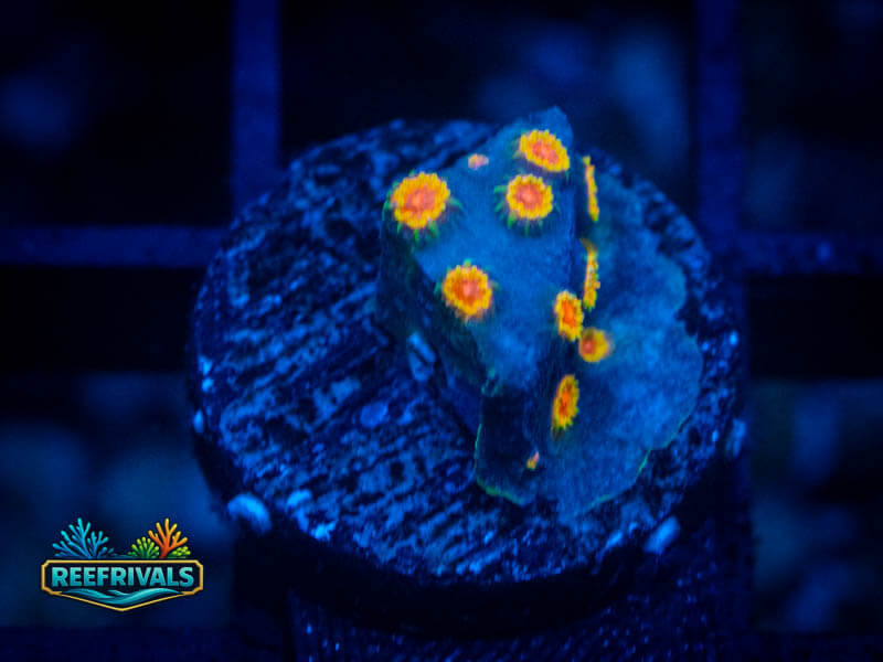ECC Bizarro Cyphastrea coral image from ReefRivals, listed as Cyphastrea sp. and Soft Coral