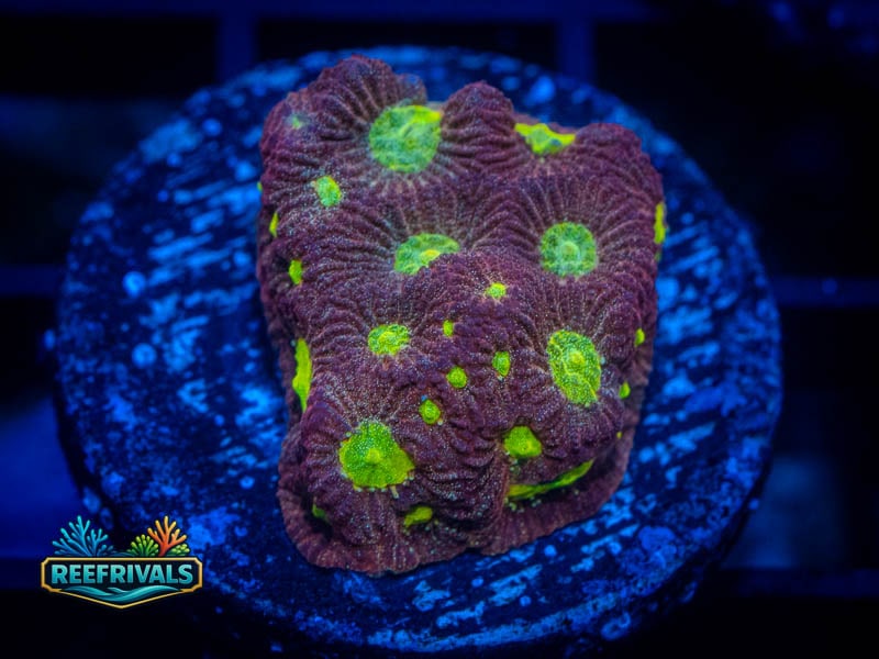 RVL Spicy Lemon Favia coral image from ReefRivals, listed as Favia sp. and Favias