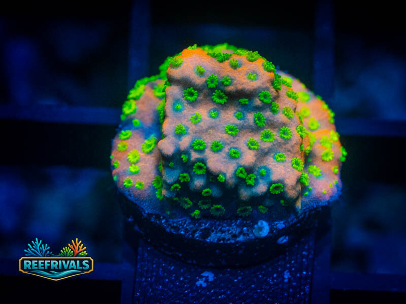 ECC Sunset Monti coral image from ReefRivals, listed as Montipora sp. and Montis