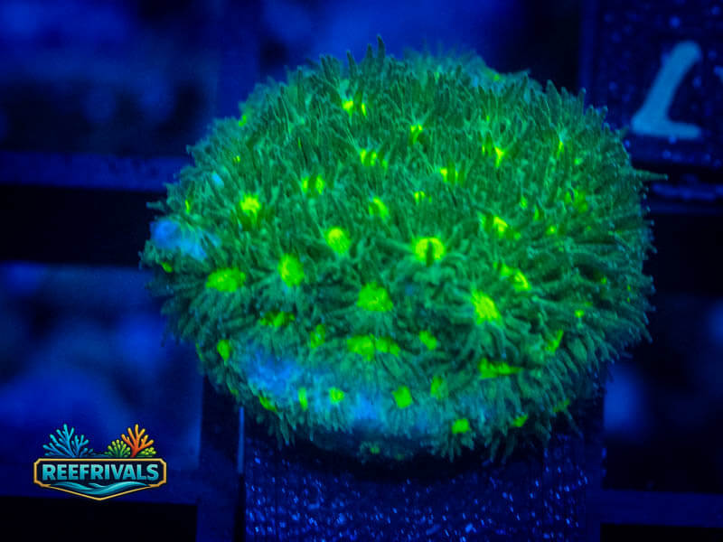 ECC Hulk Leptastrea coral image from ReefRivals, listed as Leptastrea sp. and Encrusting
