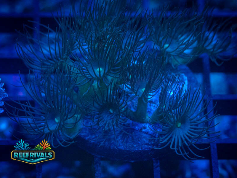 ECC Yellow Polyyp WYSIWYG coral image | ReefRivals ECC Yellow Polyyp coral image from ReefRivals, listed as Zoanthus sp. and Zoas