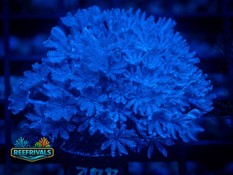 RVL Pulsing Xenia coral image from ReefRivals, listed as Xenia sp. and Soft Coral