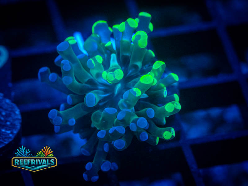 RVL Green Spltter Frammer coral image from ReefRivals, listed as Fimbriaphyllia ancora and Soft Coral