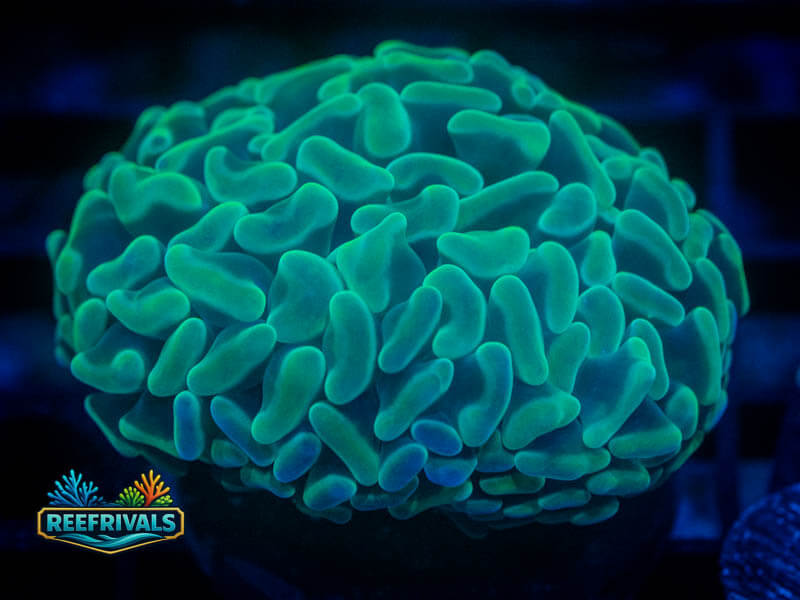 WWC Aquarama Hammer coral image from ReefRivals, listed as Fimbriaphyllia ancora and Hammers