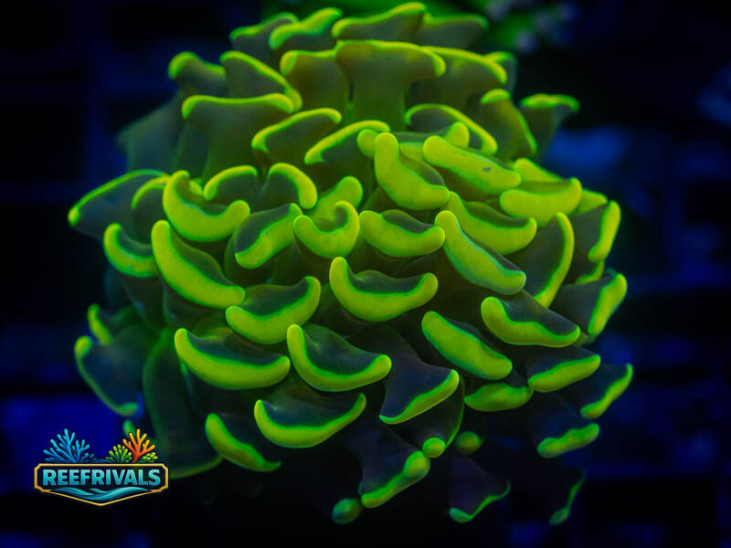 OC Ultra Neon Hammer coral image from ReefRivals, listed as Fimbriaphyllia ancora and Hammers