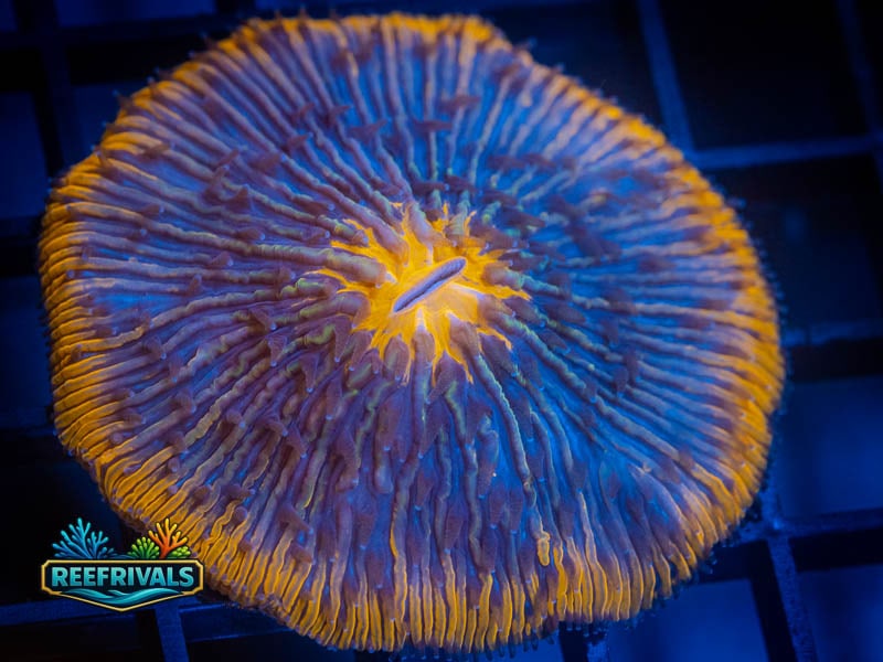 WWC Alien Invasion Fungia coral image from ReefRivals, listed as Fungia sp. and LPS Fleshy