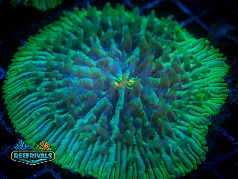 RVL Green Incinerator Fungia coral image from ReefRivals, listed as Fungia sp. and LPS Fleshy