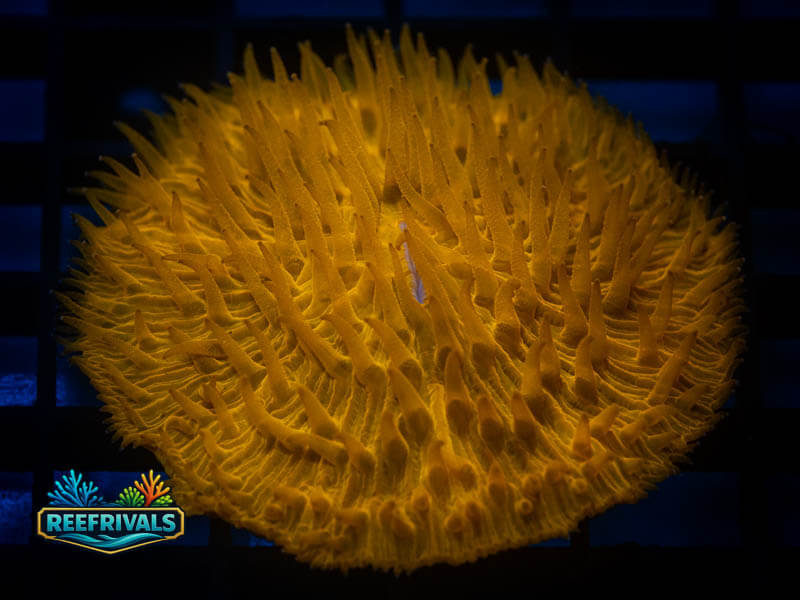 WWC Burnt Tangerine Fungia coral image from ReefRivals, listed as Fungia sp. and LPS Fleshy