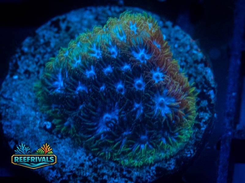 Blueberry Fields Leptastrea WYSIWYG coral image | ReefRivals Blueberry Fields Leptastrea coral image from ReefRivals, listed as Leptastrea sp. and Encrusting