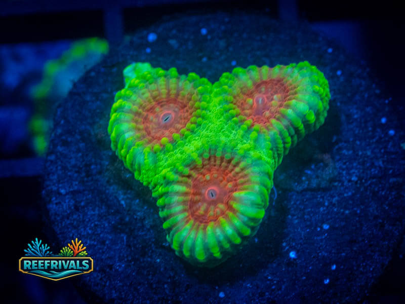 WWC Christmas Favia coral image from ReefRivals, listed as Zoanthus sp. and Zoas