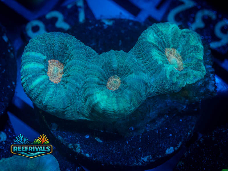 QCC Citrus Core Favia coral image from ReefRivals, listed as Favia sp. and Favias