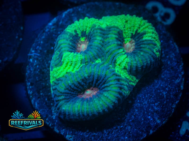 TSA Antivenom Favia coral image from ReefRivals, listed as Favia sp. and Favias