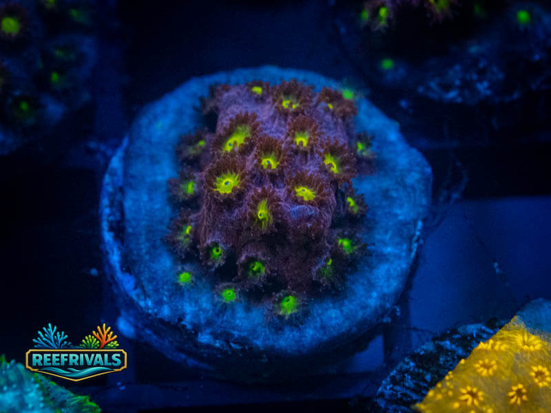 CB Bling Bling Cyphastrea coral image from ReefRivals, listed as Cyphastrea sp. and Encrusting