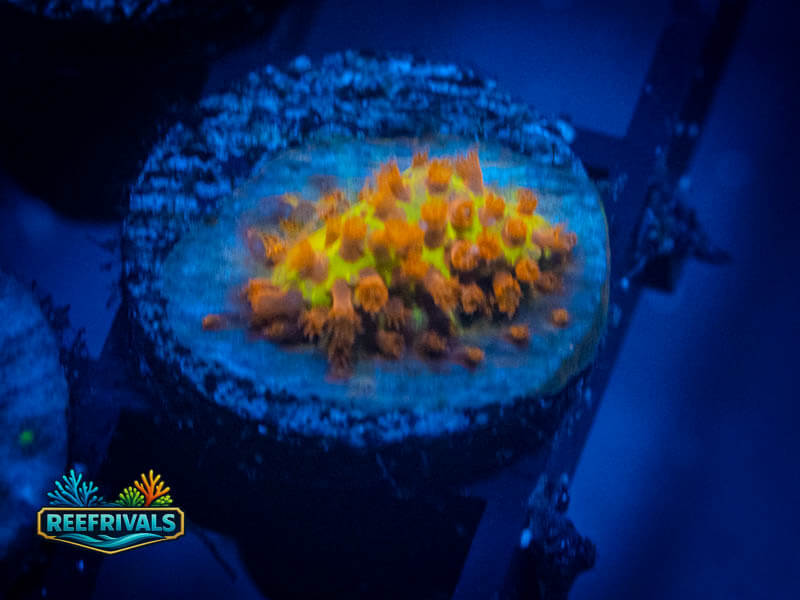 JF Burning Banana WYSIWYG coral image | ReefRivals JF Burning Banana coral image from ReefRivals, listed as Stylocoeniella spp. and Soft Coral