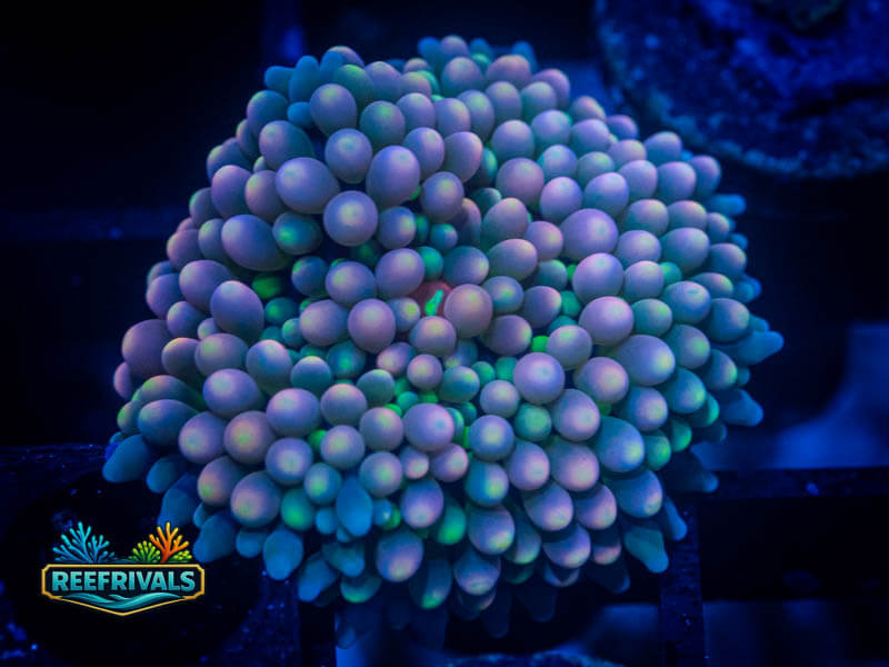 RVL Princess Peach Ricordea Florida Mushroom coral image from ReefRivals, listed as Ricordea florida and Mushrooms