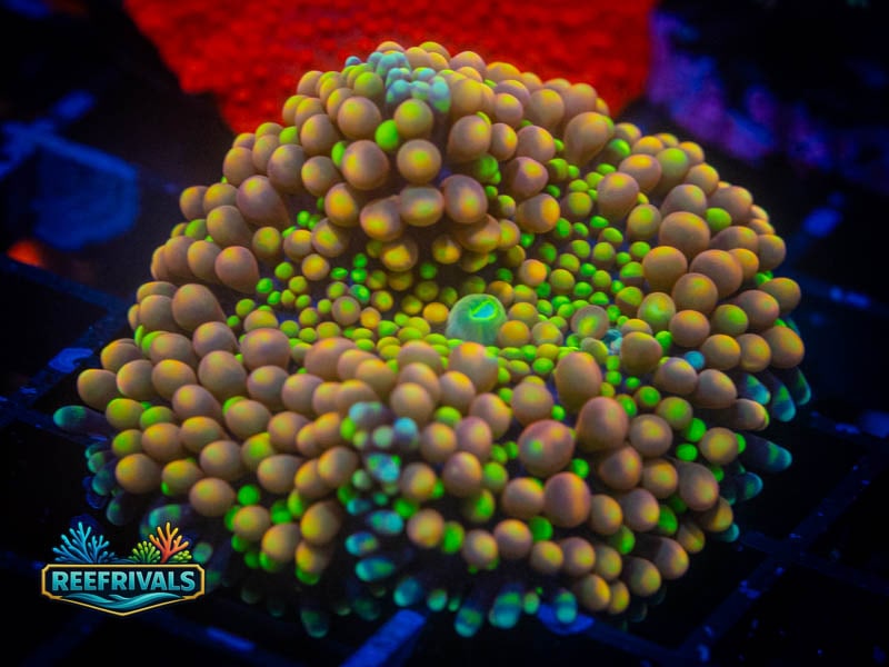 RVL Bronze Star Ricordea Florida Mushroom coral image from ReefRivals, listed as Ricordea florida and Mushrooms