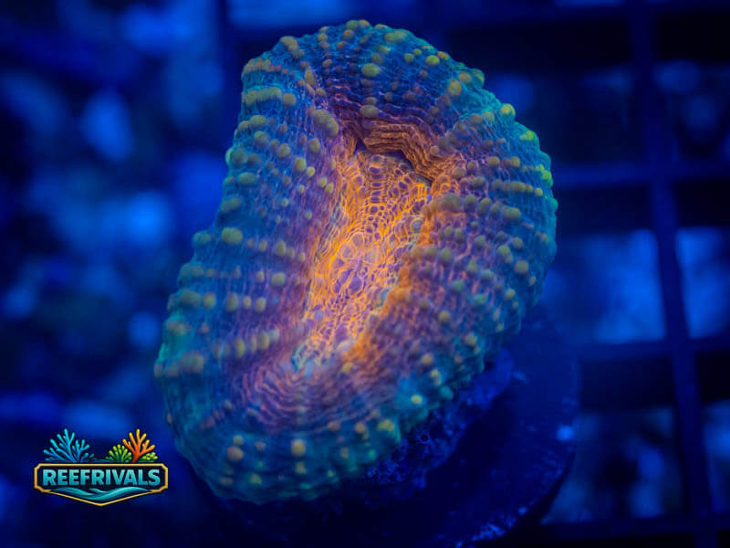 RVL Fire & Ice Lobo WYSIWYG coral image | ReefRivals RVL Fire & Ice Lobo coral image from ReefRivals, listed as Lobophyllia sp. and LPS Fleshy