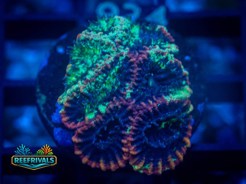 WWC Ms Marvelous Favia coral image from ReefRivals, listed as Favia sp. and Favias