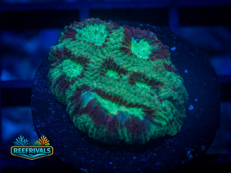 RC Superhero Favia coral image from ReefRivals, listed as Favia sp. and Favias