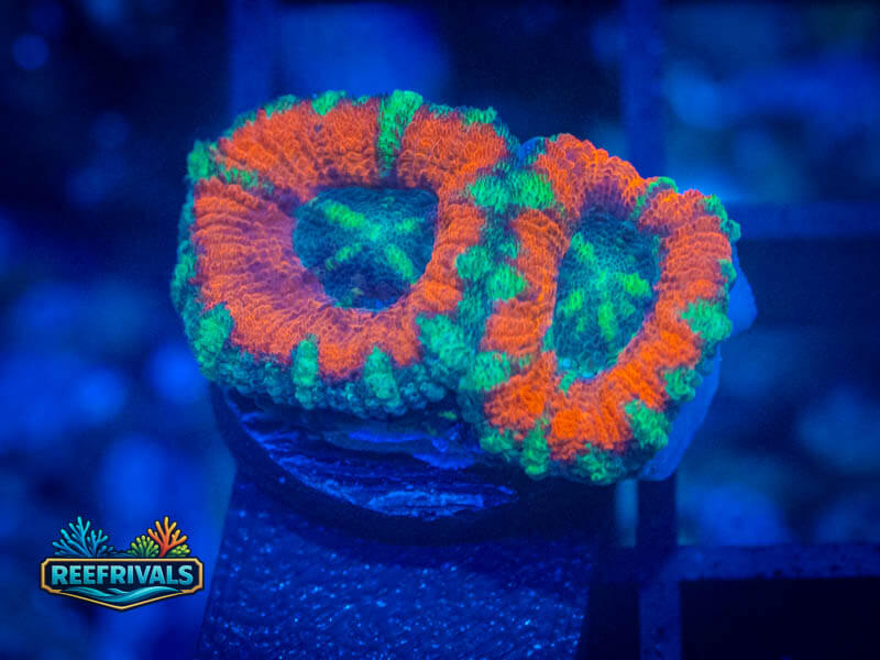 RVL Starstruck Acan coral image from ReefRivals, listed as Micromussa sp. and Acans