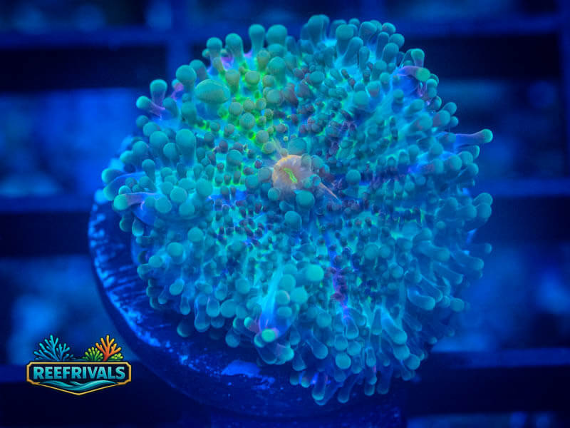 CA Ultra Rainbow Yuma Mushroom coral image from ReefRivals, listed as Ricordea yuma and Mushrooms