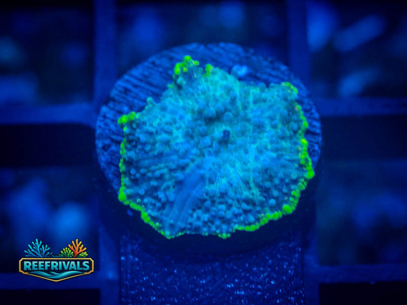 RVL Toxic Rim Rhodactis Mushroom coral image from ReefRivals, listed as Rhodactis spp. and Mushrooms