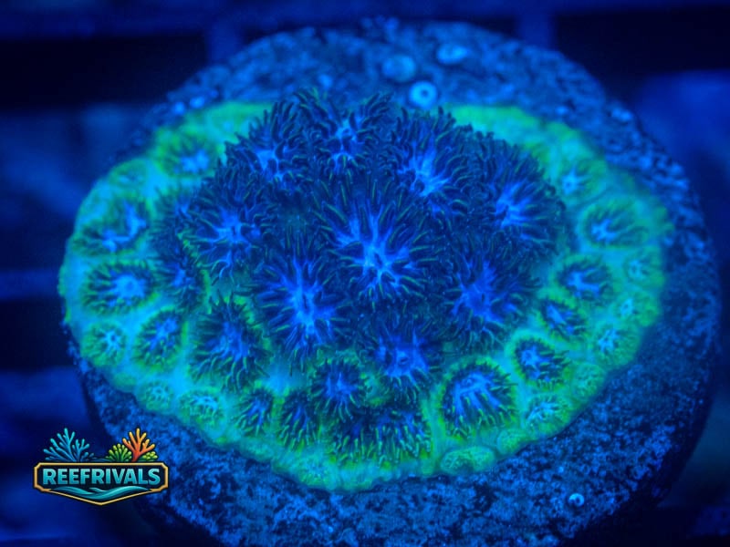 TRG Blueberry Fields Leptastrea coral image from ReefRivals, listed as Leptastrea sp. and Encrusting