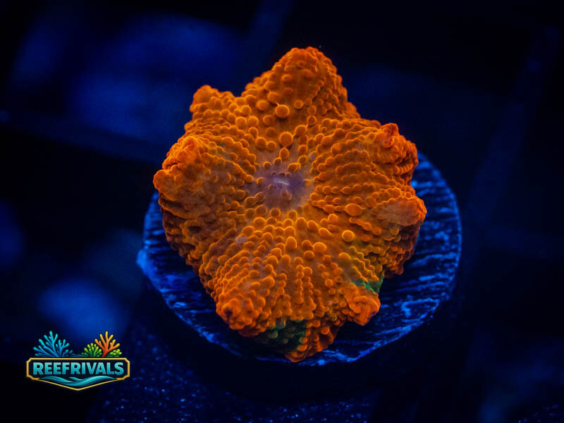 KK Ultra Candy Crush Jawbreaker Mushroom coral image from ReefRivals, listed as Discosoma spp. and Mushrooms