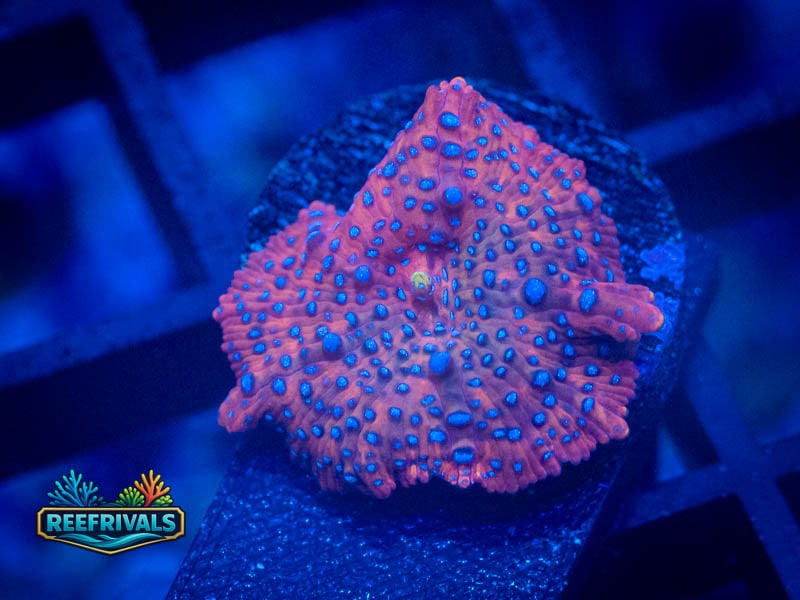 TG Superman Discosoma Mushroom coral image from ReefRivals, listed as Discosoma spp. and Mushrooms