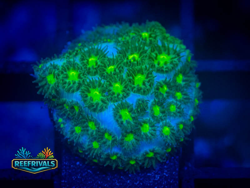 WWC Hulk Leptastrea coral image from ReefRivals, listed as Leptastrea sp. and Encrusting