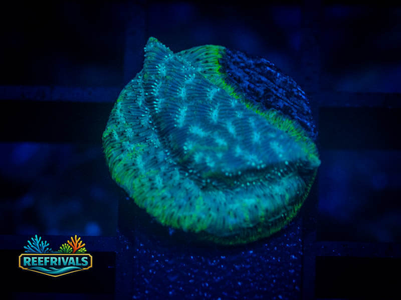 ARC Mr. Freeze Lepto coral image from ReefRivals, listed as Leptoseris sp. and Encrusting