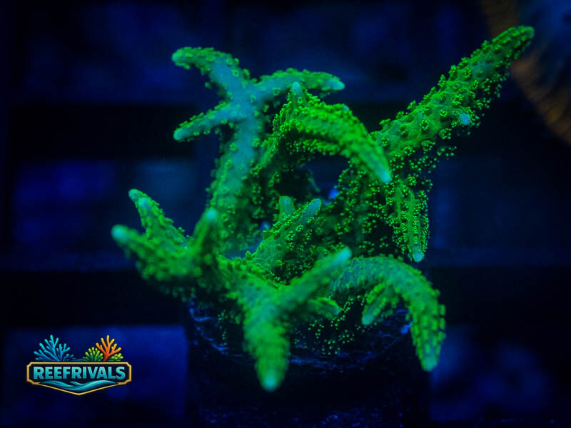 RVL Green Goblin Birdsnest coral image from ReefRivals, listed as Seriatopora sp. and SPS Branching