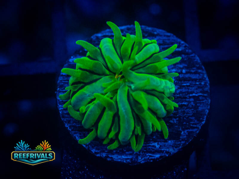 RVL Ultra Neon Fungia coral image from ReefRivals, listed as Fungia sp. and Soft Coral