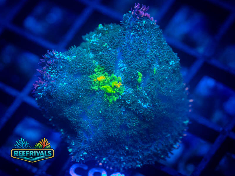 WWC OG Bounce Mushroom coral image from ReefRivals, listed as Discosoma sp. and Mushrooms