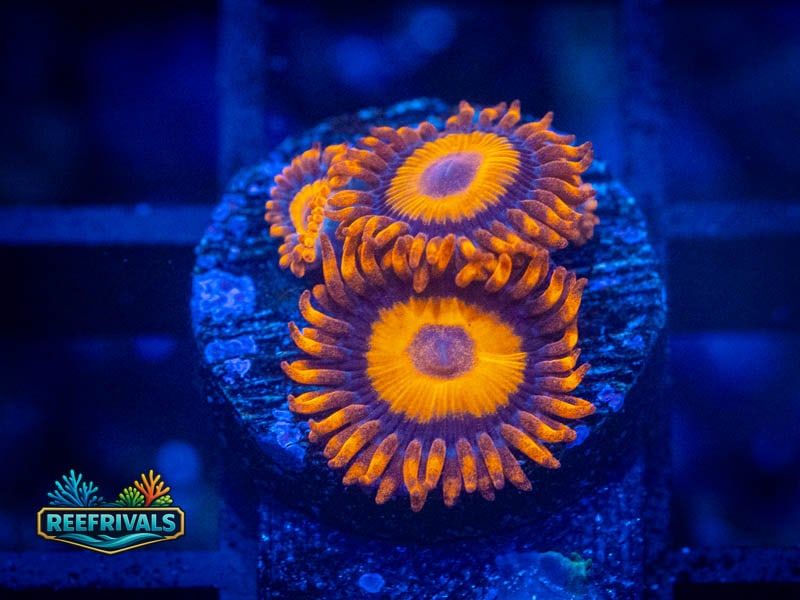 WA Orange Oxide Zoa coral image from ReefRivals, listed as Zoanthus sp. and Zoas
