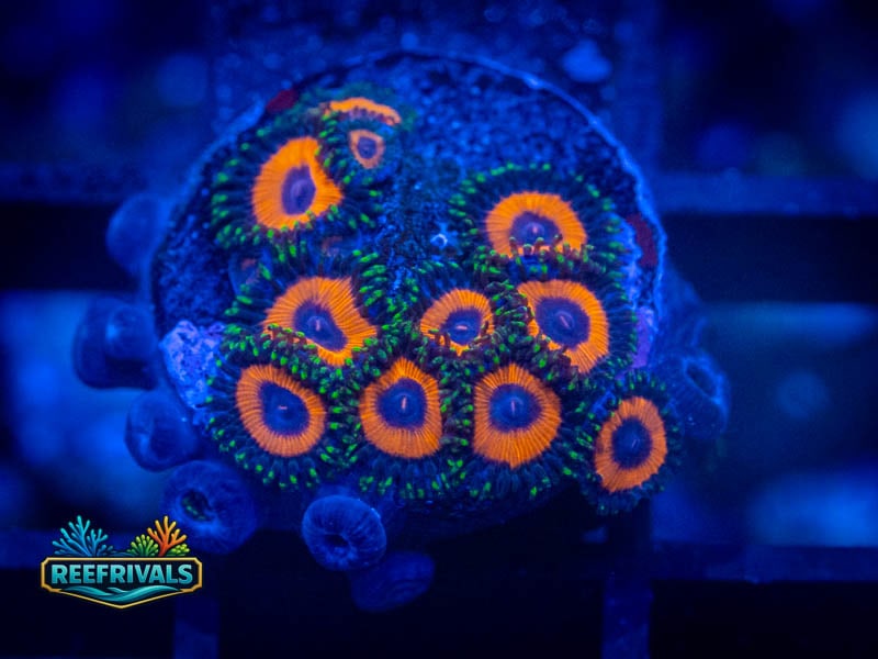 CC Watermelon Zoa (Mini Colony) WYSIWYG coral image | ReefRivals CC Watermelon Zoa (Mini Colony) coral image from ReefRivals, listed as Zoanthus sp. and Zoas