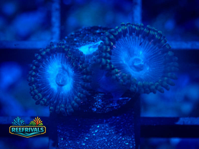 TSA Tubbs Blue Zoa coral image from ReefRivals, listed as Zoanthus sp. and Zoas