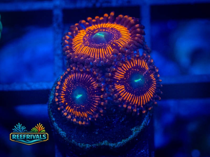 WWC Barlog Zoa coral image from ReefRivals, listed as Zoanthus sp. and Zoas
