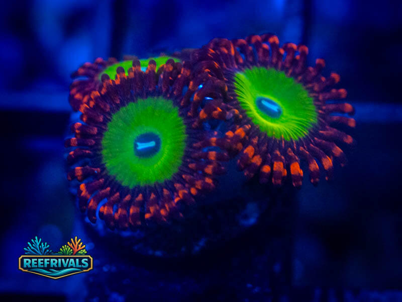 OG Bowzer Zoa coral image from ReefRivals, listed as Zoanthus sp. and Zoas