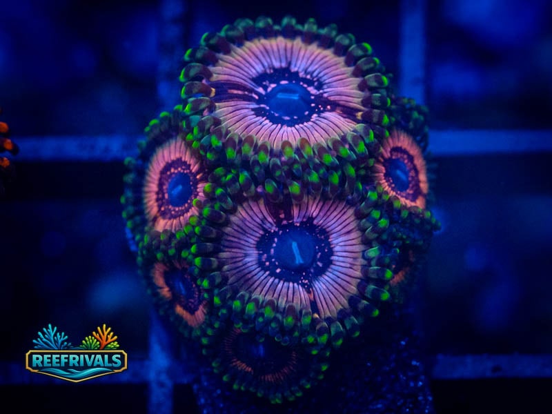 WWC Black Orchid Zoa coral image from ReefRivals, listed as Zoanthus sp. and Zoas