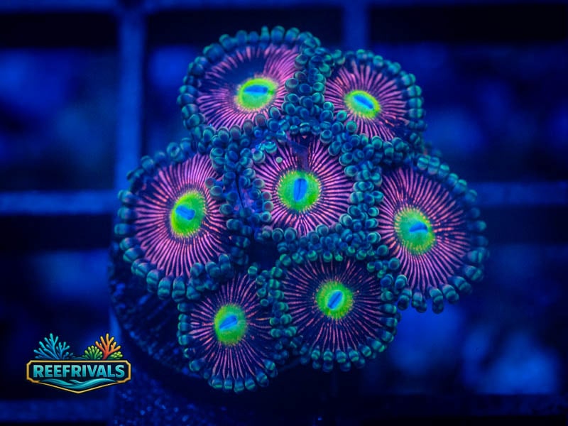 JF Daisy Duke Zoa coral image from ReefRivals, listed as Zoanthus sp. and Zoas