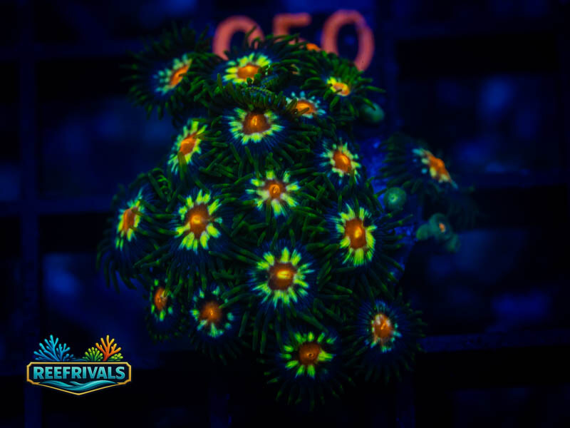 ECC DAisy Cutter Zoa coral image from ReefRivals, listed as Zoanthus sp. and Zoas