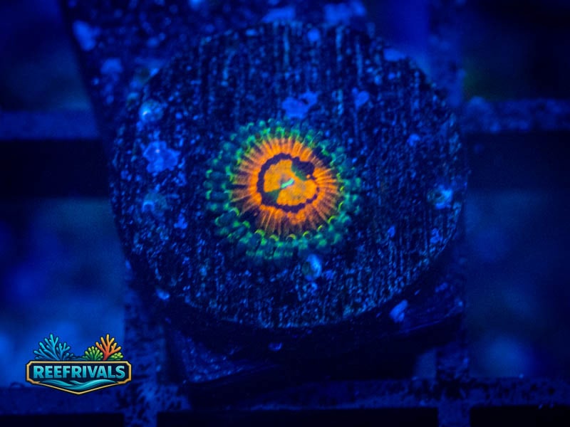 WWC Rainbow Incinerator Zoa coral image from ReefRivals, listed as Zoanthus sp. and Zoas