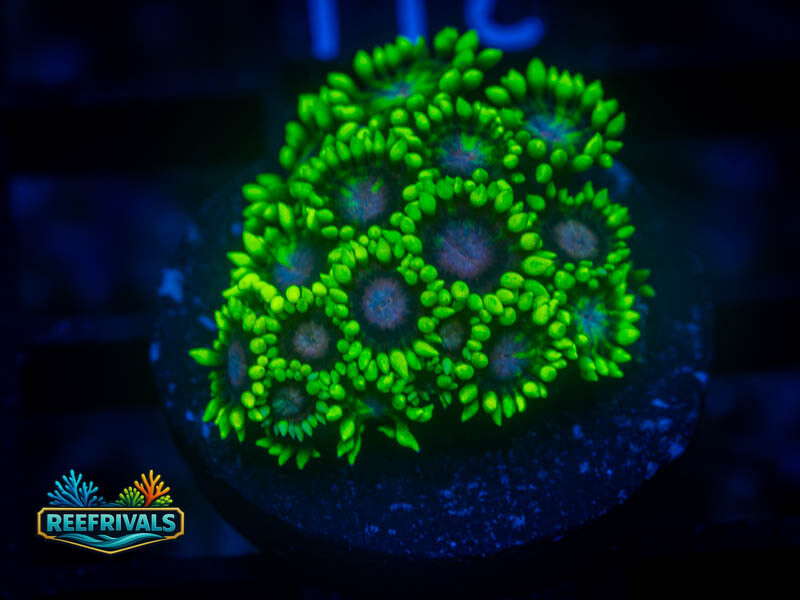 RS Super Sunflower Goni coral image from ReefRivals, listed as Goniopora sp. and Gonis