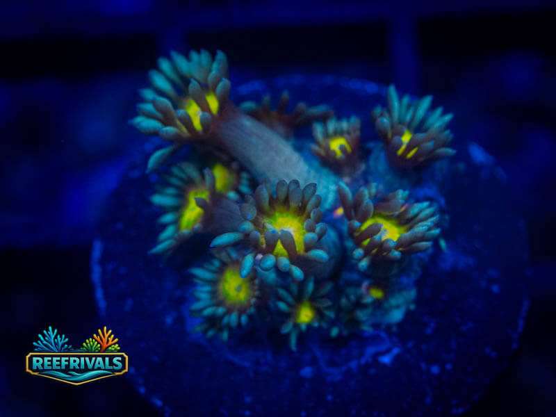 TG Osaka Sun Goni coral image from ReefRivals, listed as Goniopora sp. and Gonis