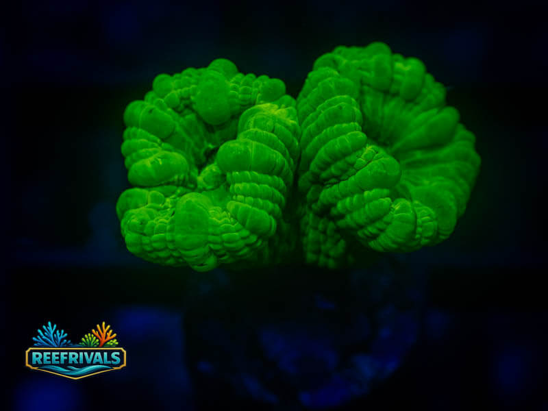RVL Kryptonite Candy Cane coral image from ReefRivals, listed as Caulastrea sp. and LPS Fleshy