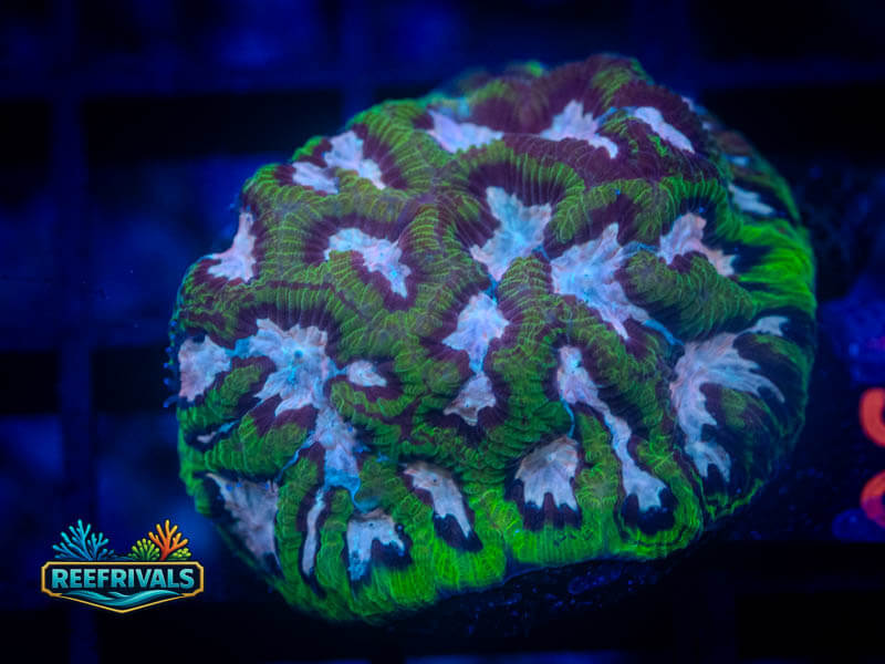 RVL Pink River Platy coral image from ReefRivals, listed as Platygyra sp. and Encrusting