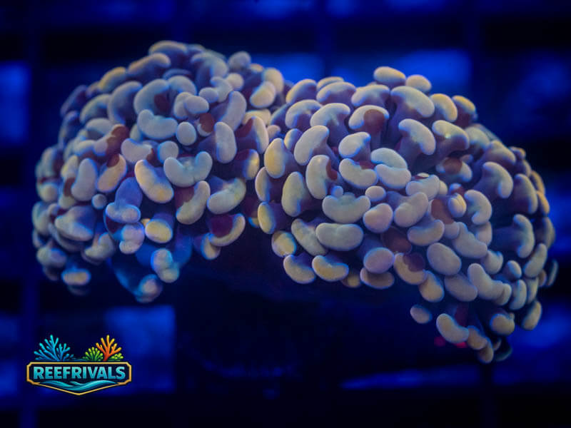 RVL Gold Rainbow Hammer (2 Heads) WYSIWYG coral image | ReefRivals RVL Gold Rainbow Hammer (2 Heads) coral image from ReefRivals, listed as Fimbriaphyllia ancora and Hammers