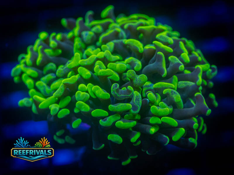 RVL Green Splatter Hammer (LARGE!!!) coral image from ReefRivals, listed as Fimbriaphyllia ancora and Hammers
